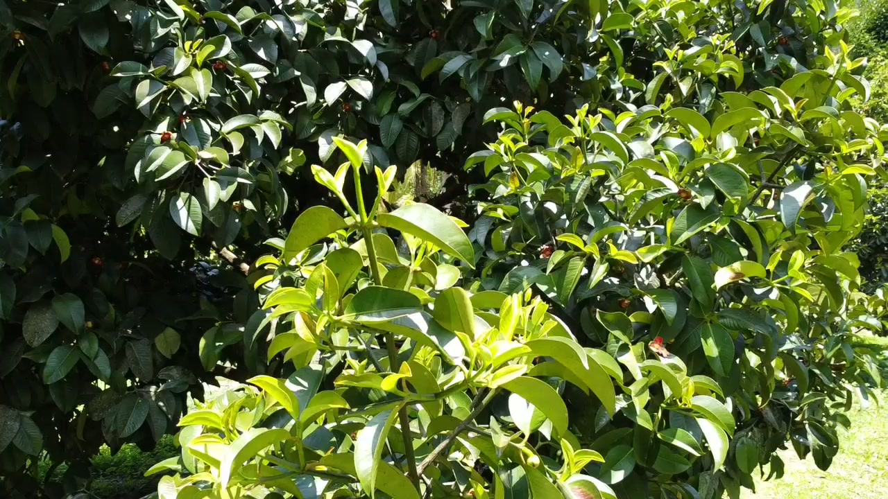 Finca Mariquita
